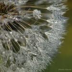 Pusteblume