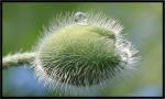 Wassertropfen auf Mohn