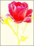 Beschnittne Rose :-)