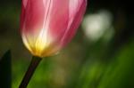 Tulpe