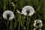 Pusteblume II