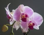 Orchidee