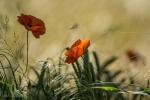 Mohn