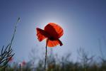 Mohn im Gegenlicht