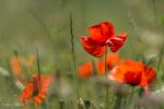 Mohn