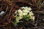 Frühling in den Alpen