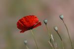 Mohn