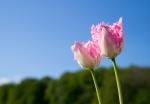 Tulpen (im Garten) 2