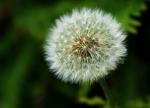 Pusteblume2