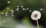 Pusteblume