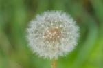 Pusteblume III