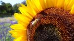 Sunflower with Bee