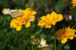 Blume mit Schmetterling