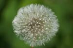 Pusteblume