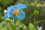 Blauer Mohn