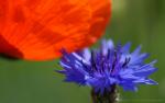 Kornblume weniger Mohn