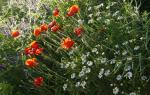 Mohn und andere