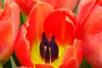 Tulpen von Aldi