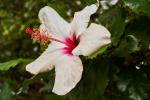 Hibiskus