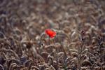 Mohn