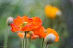 Mohn