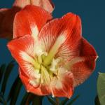 Amaryllis Beschnitt 1