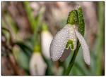 Schneeglöckchen