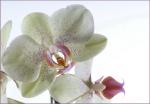 Orchidee in weiß