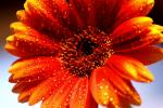 Gerbera und Wasser....