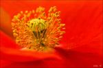 Mohn