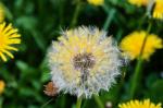 Pusteblume