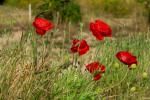 Mohn Amrum 1