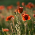 Jannik's Mohn