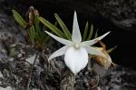 Angraecum rutenbergianum (1b)