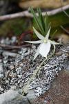 Angraecum rutenbergianum (2b)