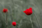 Mohn