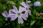 Garten-Teppich-Flammenblume