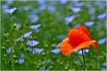 Mohn I