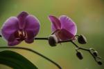 Orchidee (1)