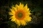 Sonnenblume4