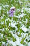 Orchidee im Schnee 1