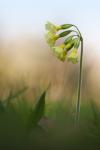 Schlüsselblume