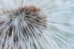 Pusteblume