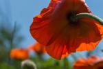 Mohn 2