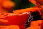 Mohn 3