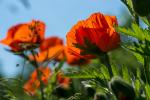 Mohn 5