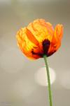 Mohn 2