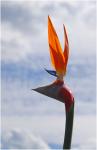 Strelitzia 03