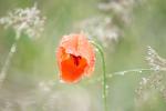 Mohn 3