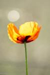 Mohn 1